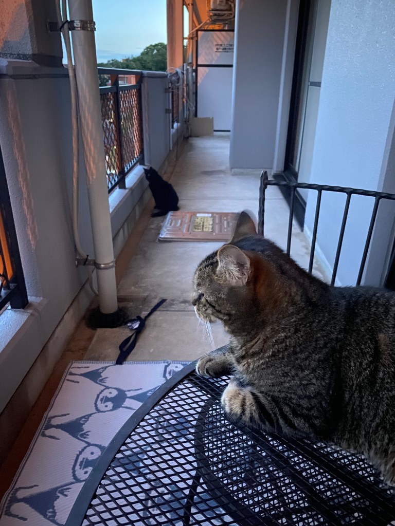 This image has an empty alt attribute; its file name is img_0474.jpeg